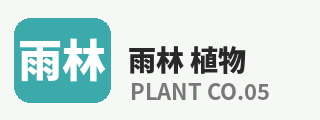 抖音风